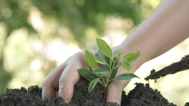 Close up hands plant small tree green leaf by shovel. Save the earth for planting forest by begin from first young tree for make fresh air purify and avoid global warming. Slow motion dolly move