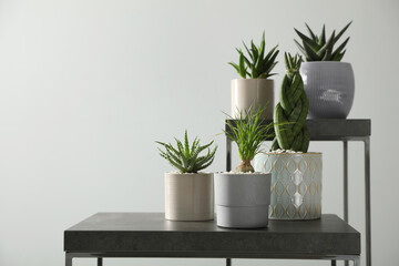 Many beautiful potted plants on table indoors, space for text. Floral house decor