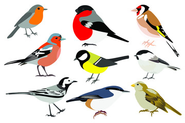 Set of birds: Sparrow, Chaffinch, bullfinch, Wagtail, great tit, nuthatch, robin, goldfinch, chickadee vector stock illustration isolated on white background