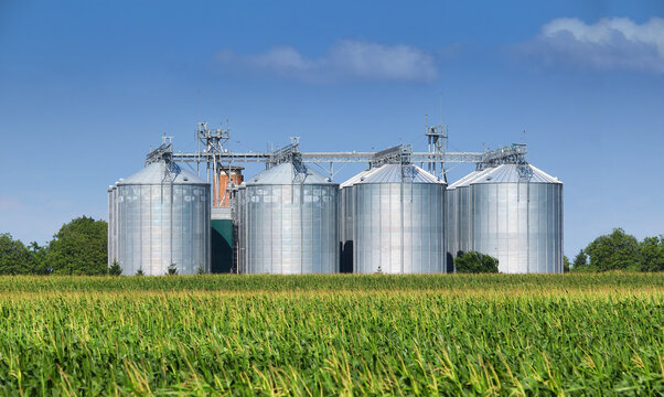 Grain silos in corn field under blue sky