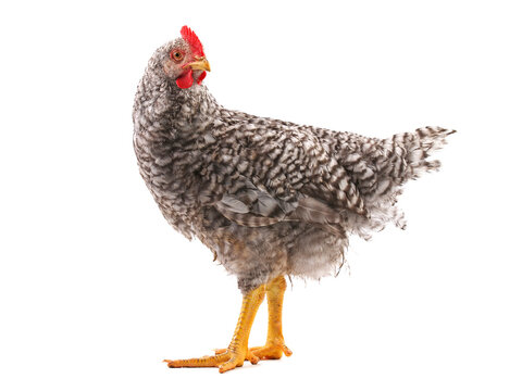 Grey chicken isolated on white