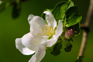 Blooming branch of apple tree in the garden in spring.