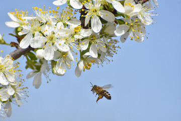 Honey bee on a flower of the tree blossoms. Blooming branch with white flowers, honey bee pollinate