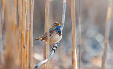 Bluethroat sings a song on a beautiful morning