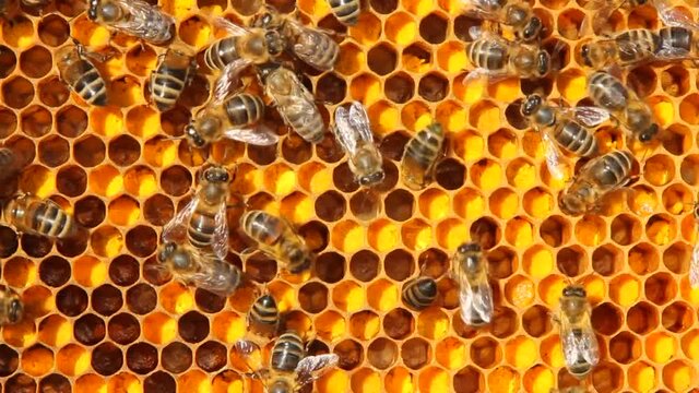 For their food, bees collect pollen. They fold it into honeycombs. Pollen is used in alternat
For their food, bees collect pollen. They fold it into honeycombs. Pollen is used in alternative medicine.