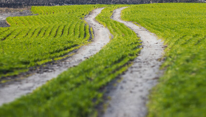 spring green road on dirt