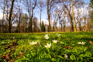 Obraz premium spring in the park