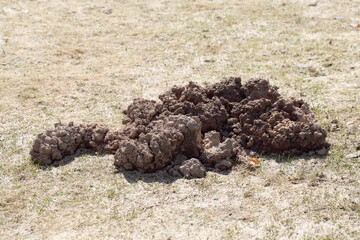 A pile of earth from a mole, a lawn ruined by underground animals. Vegetable garden after winter, spring type of soil.
