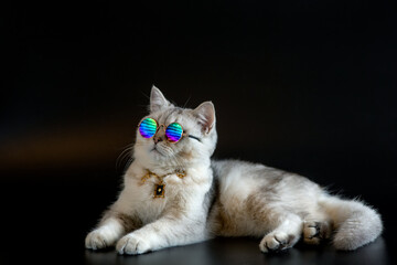 Cool gray british cat wears gold sunglasses lies on an black background.