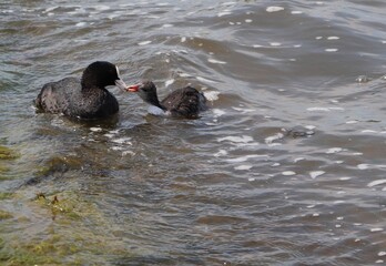 Eurasian coot (common coot, Fulica atra) family feeding. Parent giving food to juvenile bird. Adult Australian coot and baby chick interaction. Motherhood, care and love concept