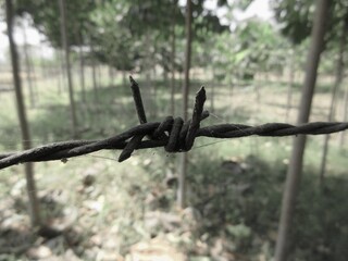 An iron fence on a hardwood farm with teak trees and mahogany trees, fence selective focus,...