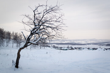 Snowy winter landscape with snow or hoarfrost covered trees - winter magic holiday