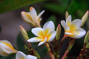 frangipani plumeria flower - obrazy, fototapety, plakaty