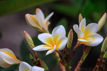 Deurstickers frangipani plumeria flower © makdav