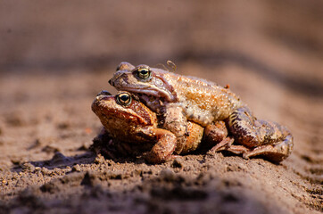 frog on the ground