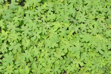 Fototapeta premium green background