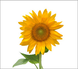 sunflower isolated on white