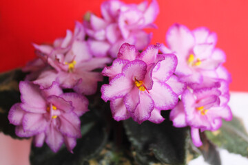 Violet (Latin Víola) with lush green leaves and pink flowers with purple edges, close-up, side view. Indoor perennial plant on a white and red background. Flora.