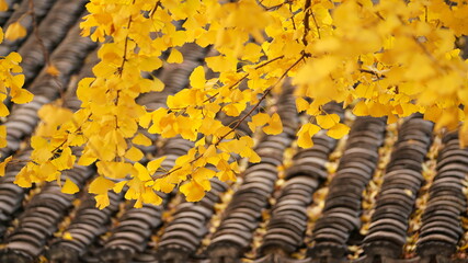 Obraz premium The beautiful autumn view in an old Chinese temple 