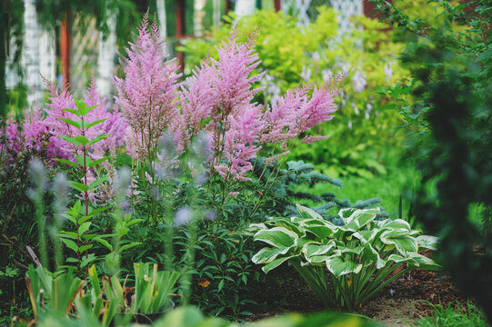 mixed garden shady border with hostas and astilbe planted together