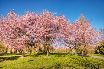 Copse of blooming cherry trees in a charming park with a trail. Group of Sakura trees covered by pink cherry flowers on a sunny day. Enchanting trees with cherry blossoms in a Swedish residential area