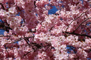 Hanami