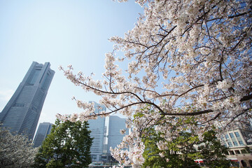 Cherry blossoms bloom in the city of Yokohama, Japan in spring