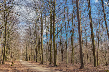 A beaten trail through bare woods in Skrylle on a winter sunny day. Pathway or beaten track in a sleeping forest among leafless trees conveys tranquillity and peace of mind amid lethargic nature