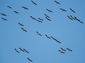 Flying birds in the blue sky