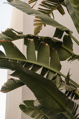 Closeup of green exotic tropical palm leaves. Summer nature background