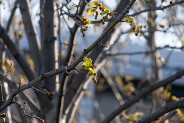 plane tree bud and branches, burgeon, small leaves,