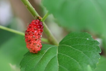 Fresh mulberry, red unripe mulberry on the branch. Soft focus with green leaves background. Nature,...