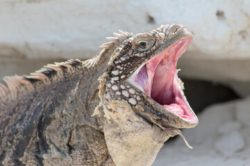 island land iguana