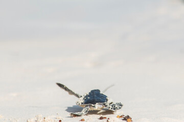 Turtle flying 
