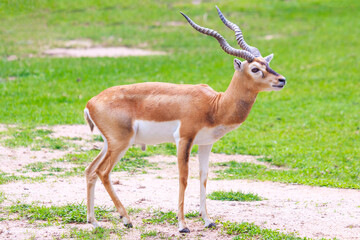 Blackbuck or deer mammal animal standing on the green grass field.