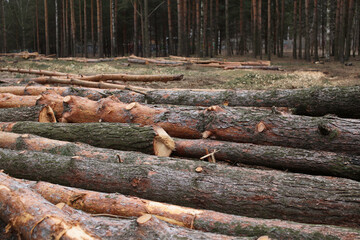 Environment, nature and deforestation - cutting down and felling of trees in a forest