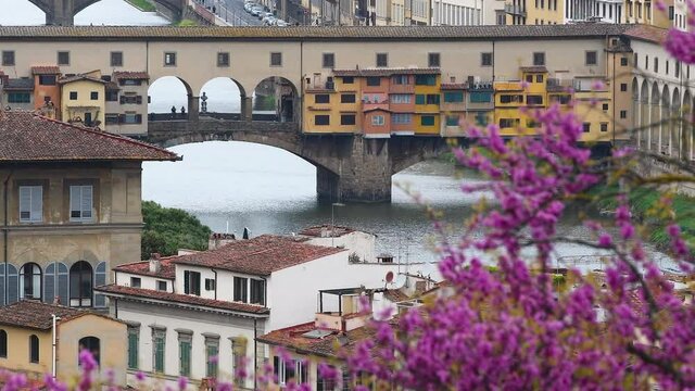The famous Ponte Vecchio over the Arno river in Florence seen from Piazzale Michelangelo during the spring season with trees in bloom. Italy