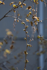 plane tree bud and branches, burgeon, small leaves,