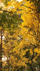 The beautiful autumn view in the city with the colorful leaves on the trees