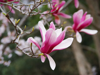 Fototapeta premium Magnolia_1