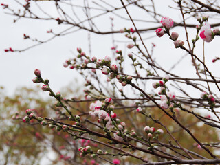 Flower_49