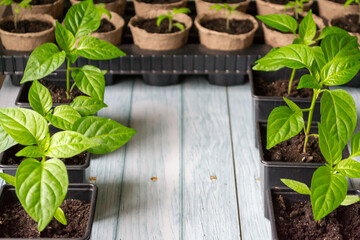 Home gardening concept. Tomato and pepper seedlings in eco pots, on a wooden blue background with copy space