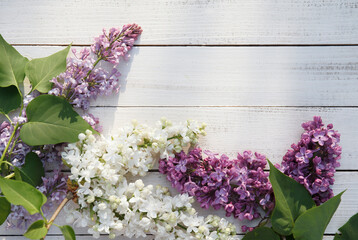 Lilac, syringe essential oil (extract, infusion, tincture) with flower blossoms on white wooden background