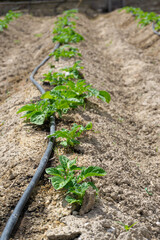 Green sprout growing in the field