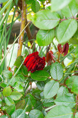 Red rose in the branch