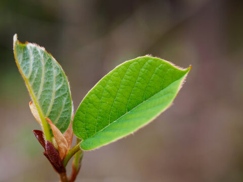 Magnolia Sieboldii Images Browse 195 Stock Photos Vectors And Video Adobe Stock