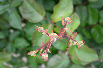 Red rose bud before blooming