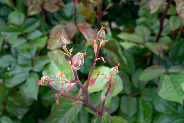 Rose before blooming