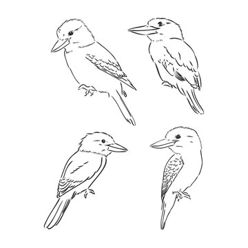 black outlined kookaburra bird-vector drawing, kookaburra vector sketch illustration on white background