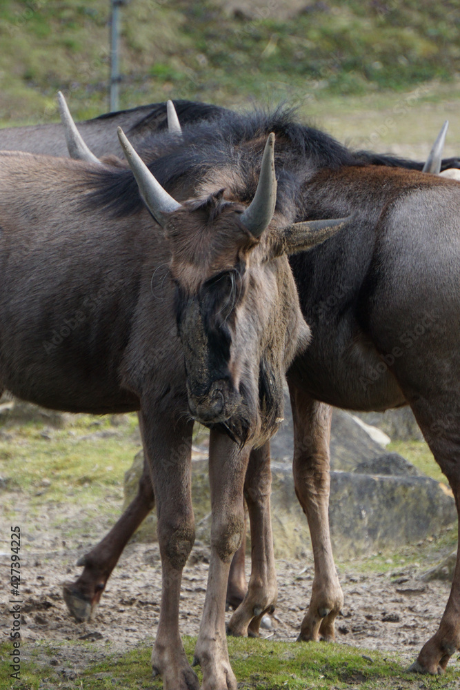 Sticker Closeup shot of a wildebeest by the lake